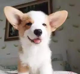 今生,一定要养一只柯基犬超治愈的