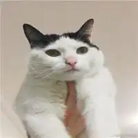 2019最新萌猫咪情侣头像一对