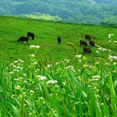 2023最新青青草地唯美图片