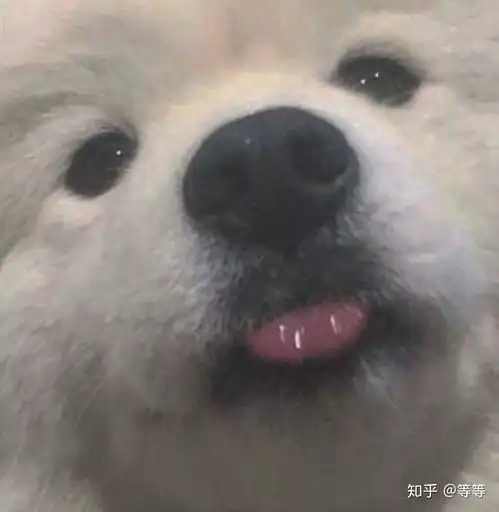 有没有和这个狗狗头像般配的情侣头像