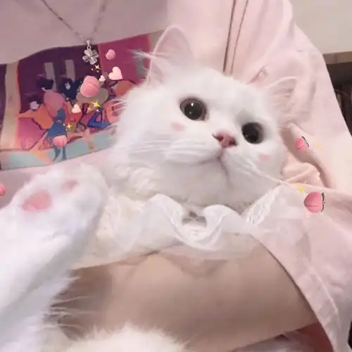 头像甜甜的情侣头像
