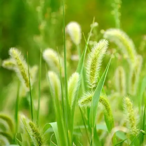 毛毛草又叫狗尾巴草它的作用和功效