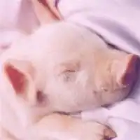 粉色系萌萌哒头像女生微信头像图片大全