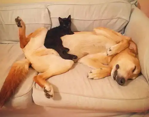 身为一只男狗狗,这只汪却成为了60只小奶猫的贴心妈妈
