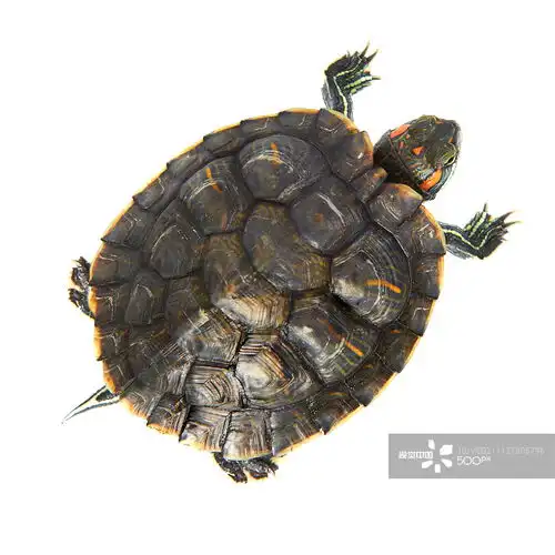 摄影图片