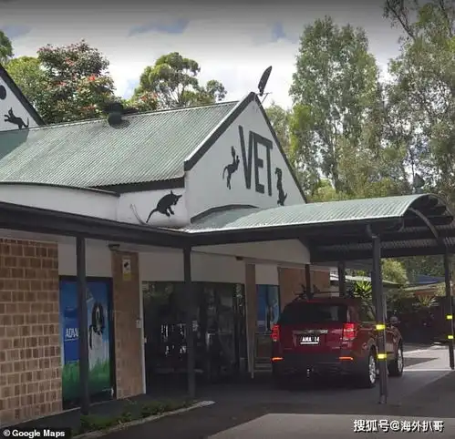 澳洲最酷的小猫咪乱拳打死剧毒蛇王结局却让无数网友心碎