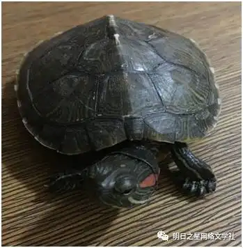 张涵墨小乌龟指导老师涂俐娜