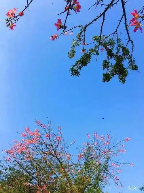 今整个樟木头美爆了太美了看着就幸福