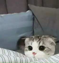 可爱的小猫头像图片在线求谢谢