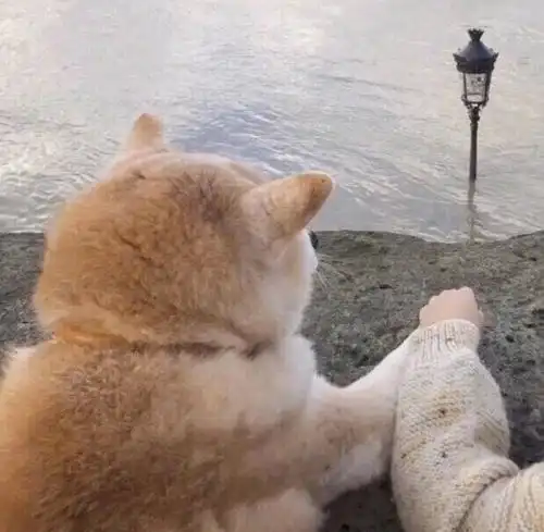 有哪些有趣的情头