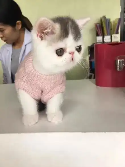 主人记录小猫从出生到变萌全过程,让网友们想被萌死算了...