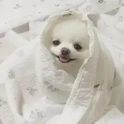 萌狗狗