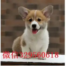 赣州哪里有卖柯基犬小短腿威尔士柯基犬可爱的柯基宝宝纯种威尔士柯基两色