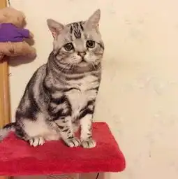 中国最悲伤的猫咪,英网友都大呼猫猫快萌哭了