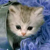 可爱小猫头像高清图片小猫头像图片大全可爱