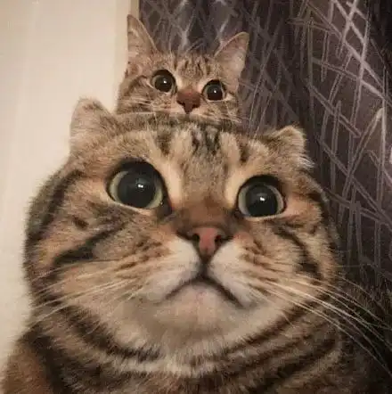 主人给两猫拍照,但小猫比较害羞躲在大猫后面,这模样简直...