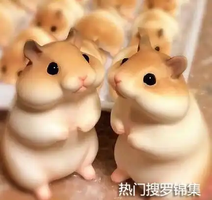 搞笑图片看这对情侣的深情的眼神,你敢说他们不是真爱吗