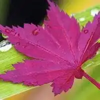 唯美枫叶头像图片大全唯美红色枫叶成片头像