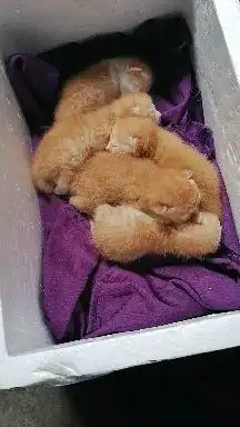 出生几天的猫如何料理