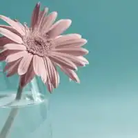 最招财的花草微信头像微信头像图片大全