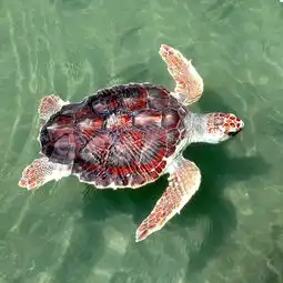海底里最靓的仔为什么会濒临灭绝
