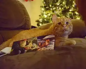那只世界上最悲伤的猫,现在过得怎么样了呢