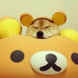 求小动物的情侣头像高清滴