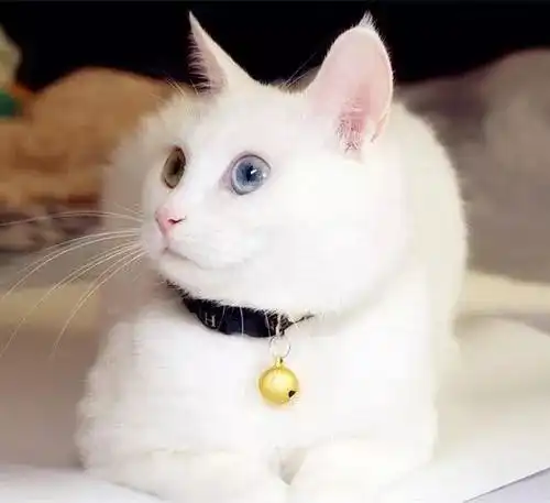 日本人爱吸猫,从这些词汇中就能看出来