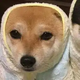 超级萌的动物情侣头像一对