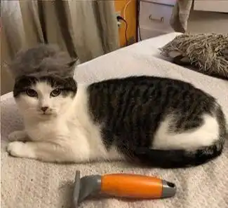 用爱就能治愈它们的悲伤,国外网友分享,怕人猫变粘人猫咪全过程