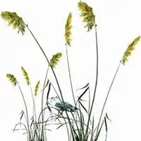 唯美好看狗尾巴草微信头像微信头像图片大全
