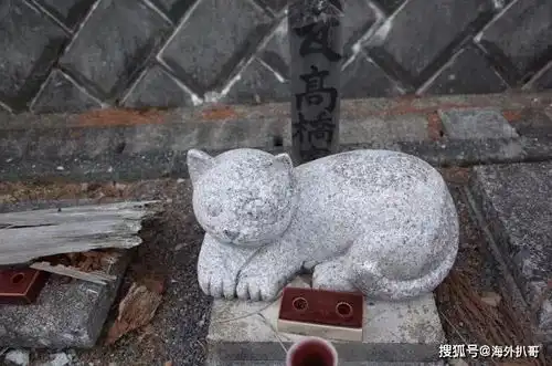 澳洲最酷的小猫咪乱拳打死剧毒蛇王结局却让无数网友心碎