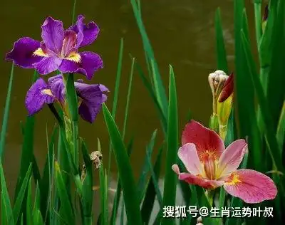 3月财运走俏,自我价值顺利实现的生肖,未来可期,前程似锦