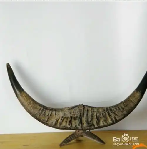 新鲜牛角处理方法