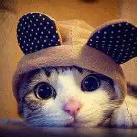 呆萌动物微信头像微信头像图片大全