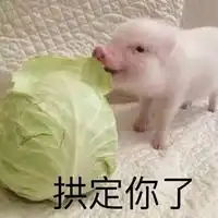 肥猪猪可爱表情包