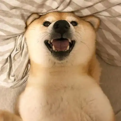 以宠物之名,暖你我之心
