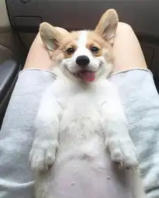 不接受反驳养狗绝对是件既开心又有成就感的事