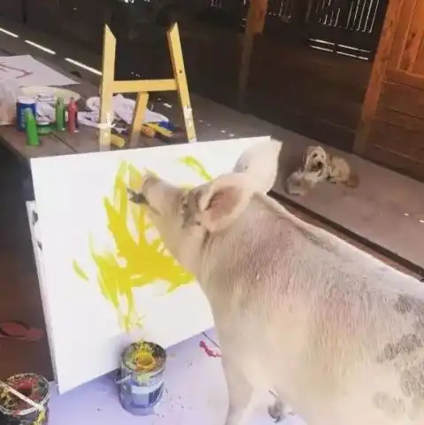 动物界百年难遇的天才小猪,如今一幅画售价3000英镑,全世界巡回展览,人称猪加索