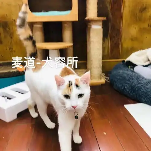 今年我们给百来只毛孩子们找到了家