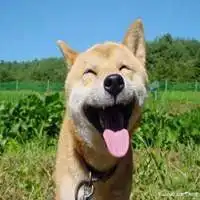柴犬带字搞笑头像微信头像图片大全