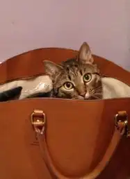 忧郁小猫萌照走红网络惹人怜