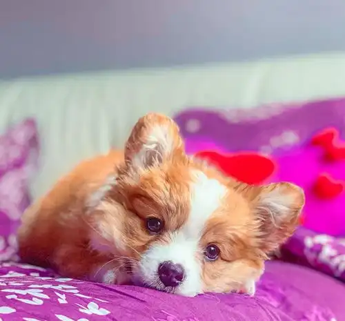 看到可爱柯基就想养狗别冲动,不然难受的是主人自己