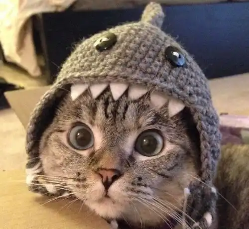 世界上最极品的几种宠物猫,最高的1.2米尾巴都有44公分