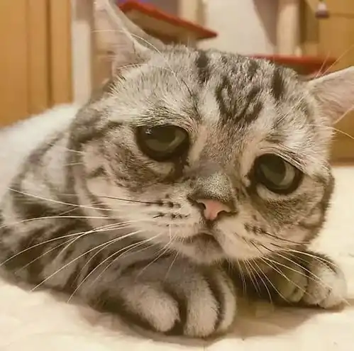 世界上最悲伤的猫咪,终于笑了