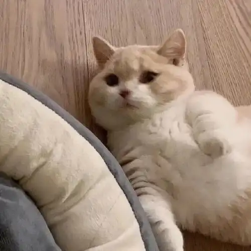 情侣头像你是个可爱又浪漫的麻烦