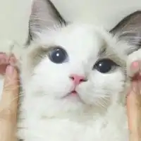 白色可爱小猫咪头像,小猫咪微信头像图片