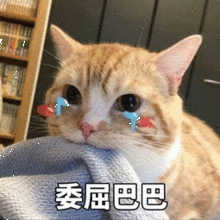 上海一秒入秋断崖式降温雨雨雨,距离入冬不远了...