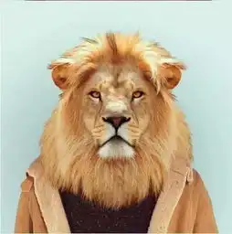 萌翻众人的动物证件照