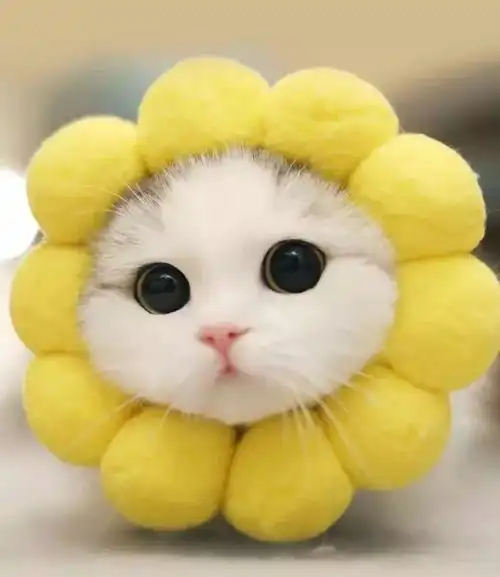 宠物界的买家秀和卖家秀,你们这是想笑死我吗哈哈哈哈...